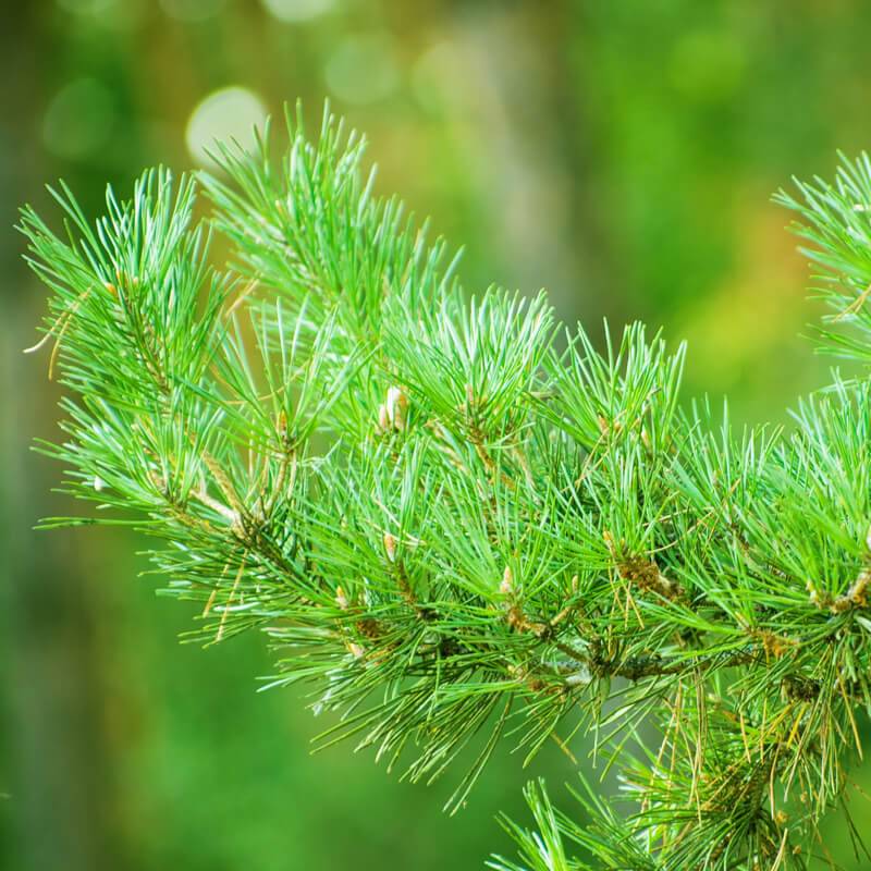 Harvia Sauna Aroma Pine 400 Ml Harvia tall.jpg